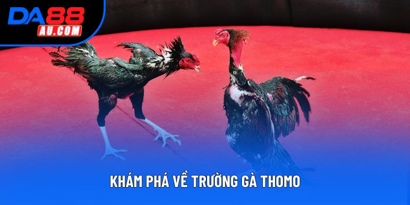 Khám phá về trường gà thomo